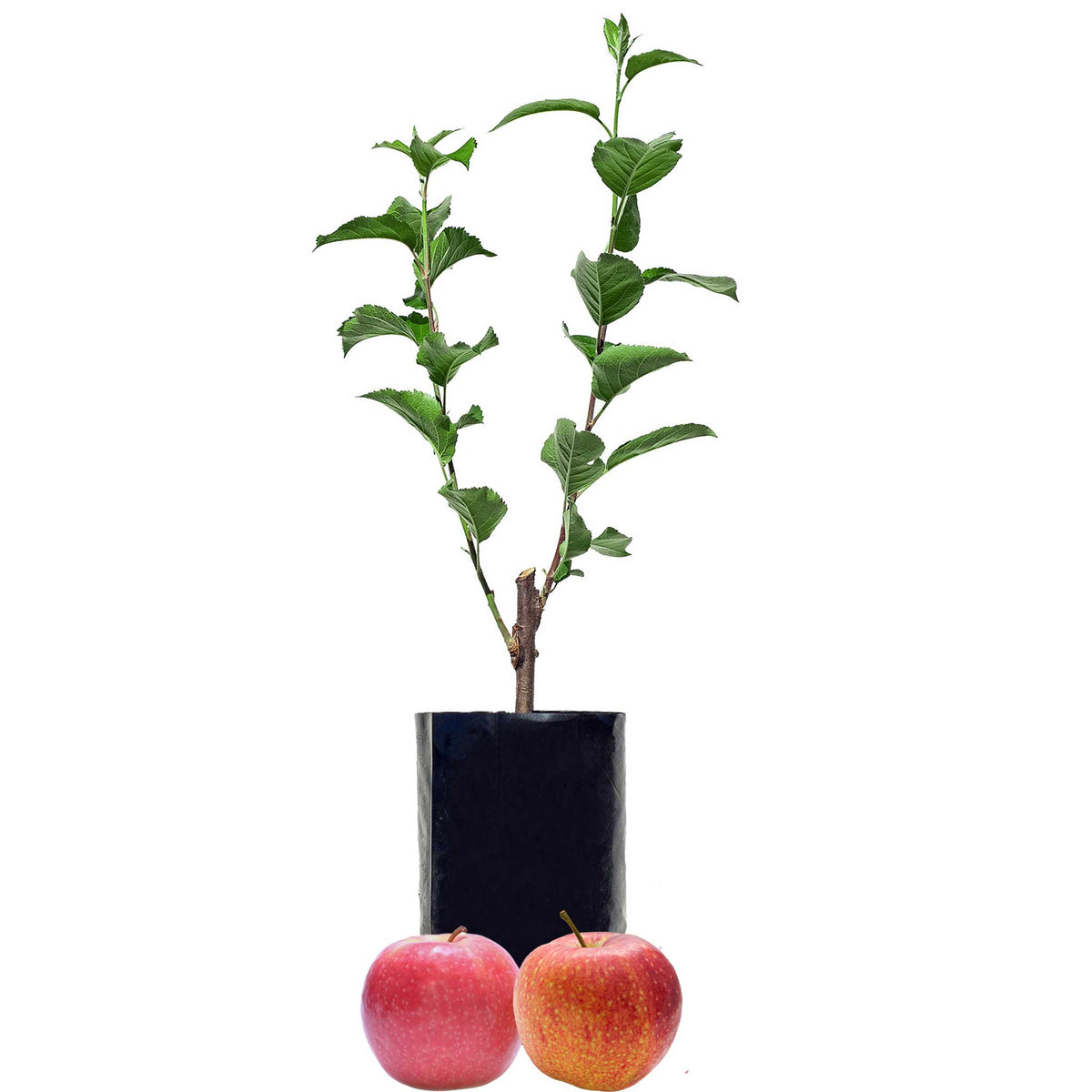 2 Graft Apple