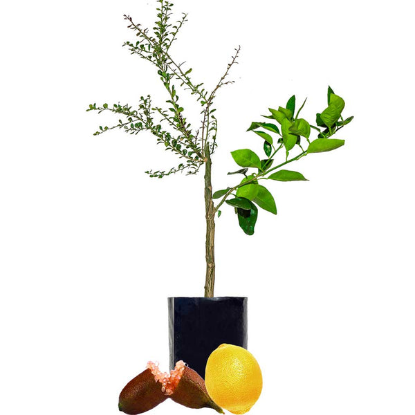 Finger Lime + Lemon Fruit Salad Trees