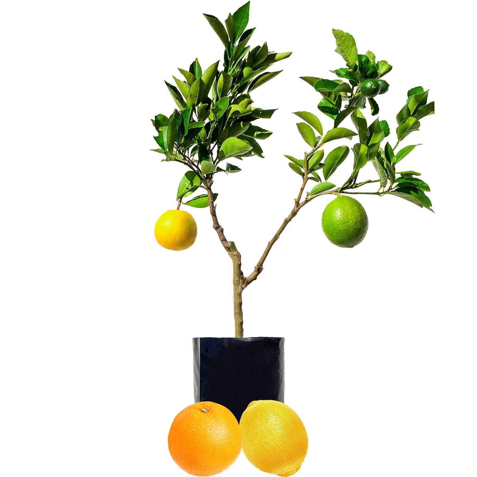 Citrus Fruit Salad Trees