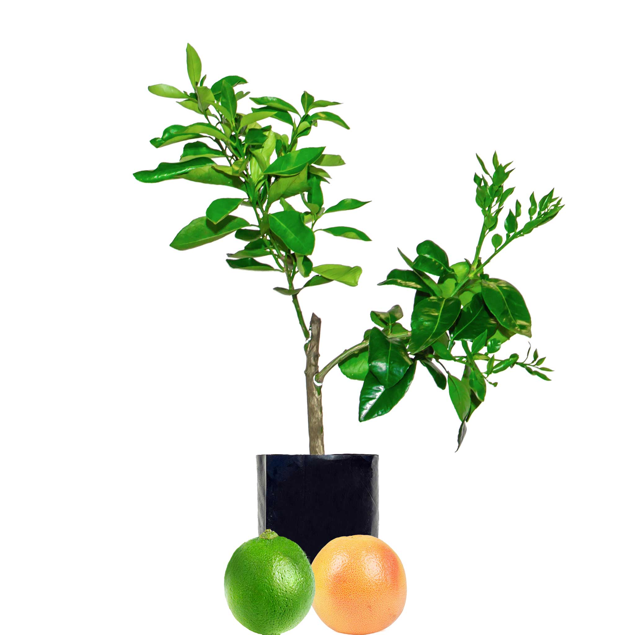 Lime + Grapefruit