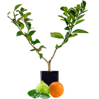 Lime + Orange