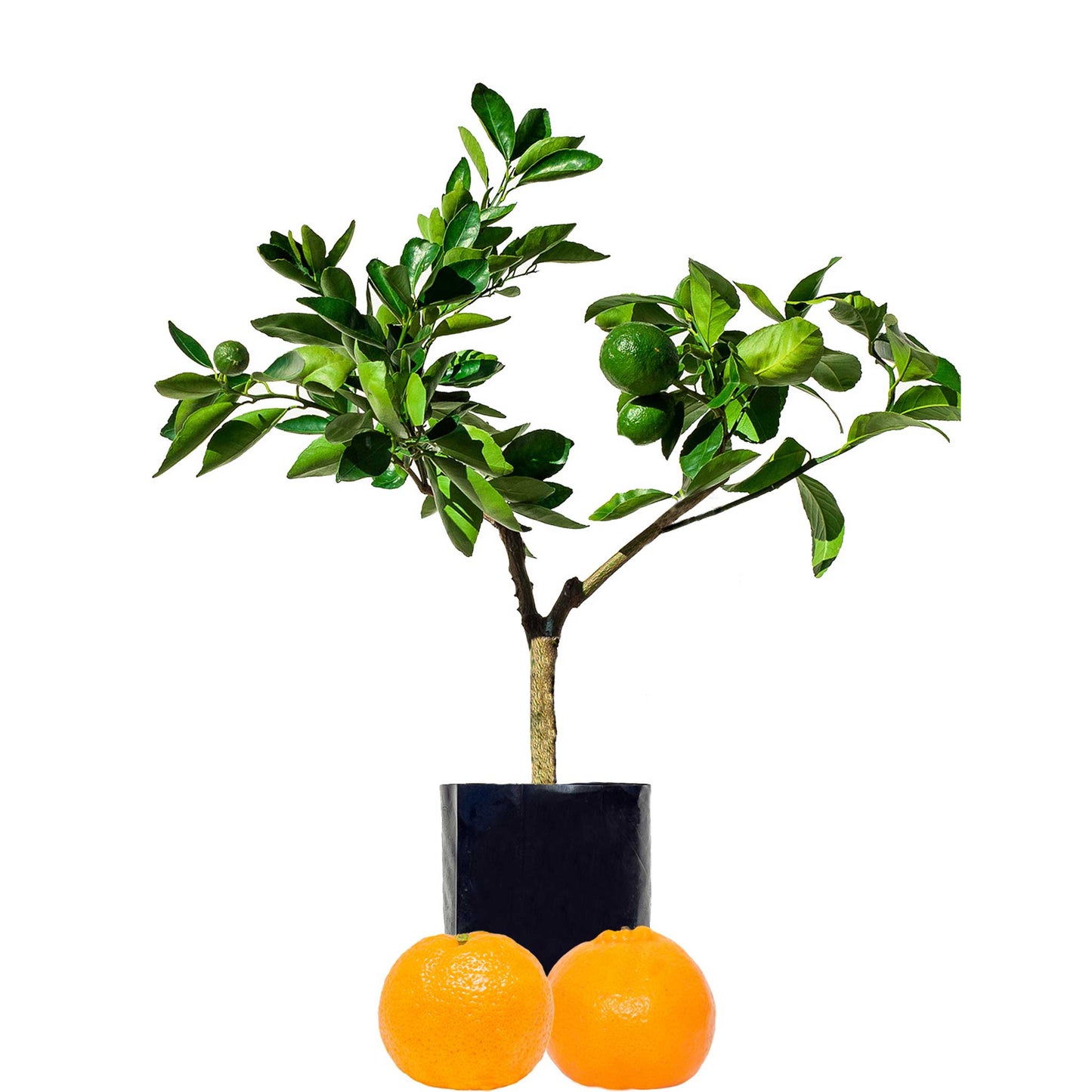 Mandarin + Mandarin Fruit Salad Tree