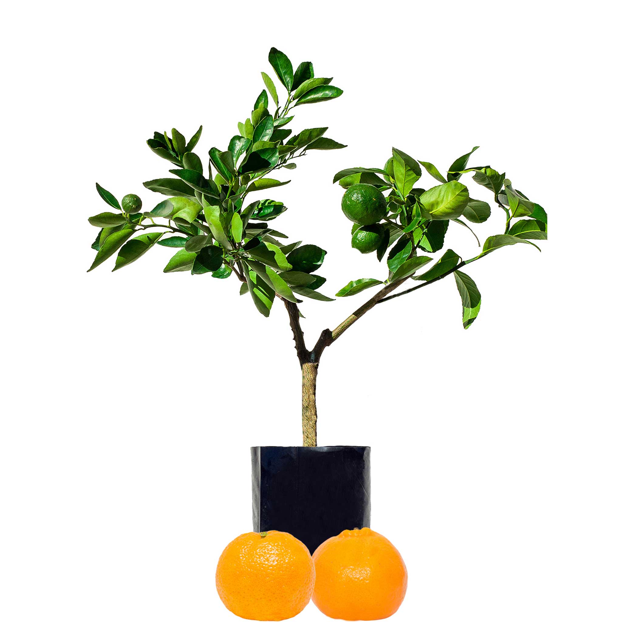 Mandarin + Mandarin Fruit Salad Tree
