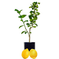 Lemon + Lemon