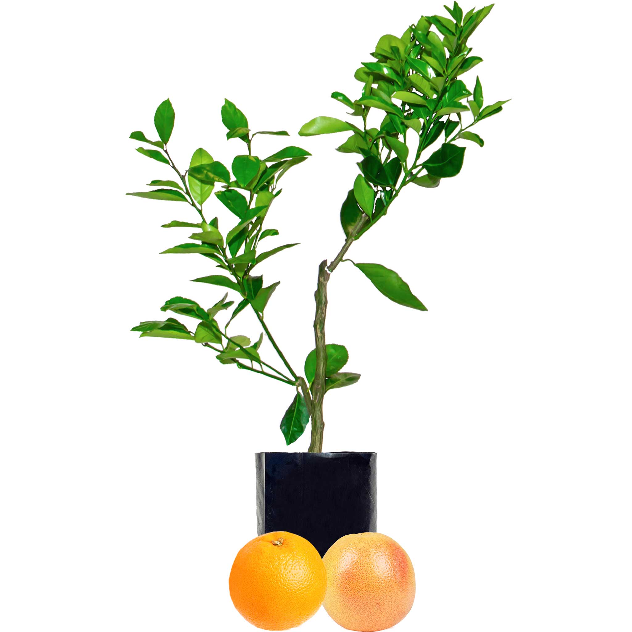 Orange + Grapefruit