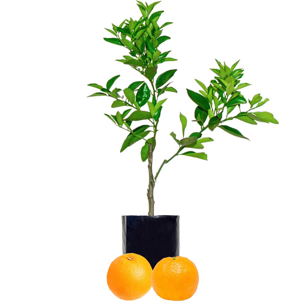 Clementine Mandarin