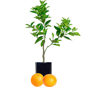 Orange + Mandarin