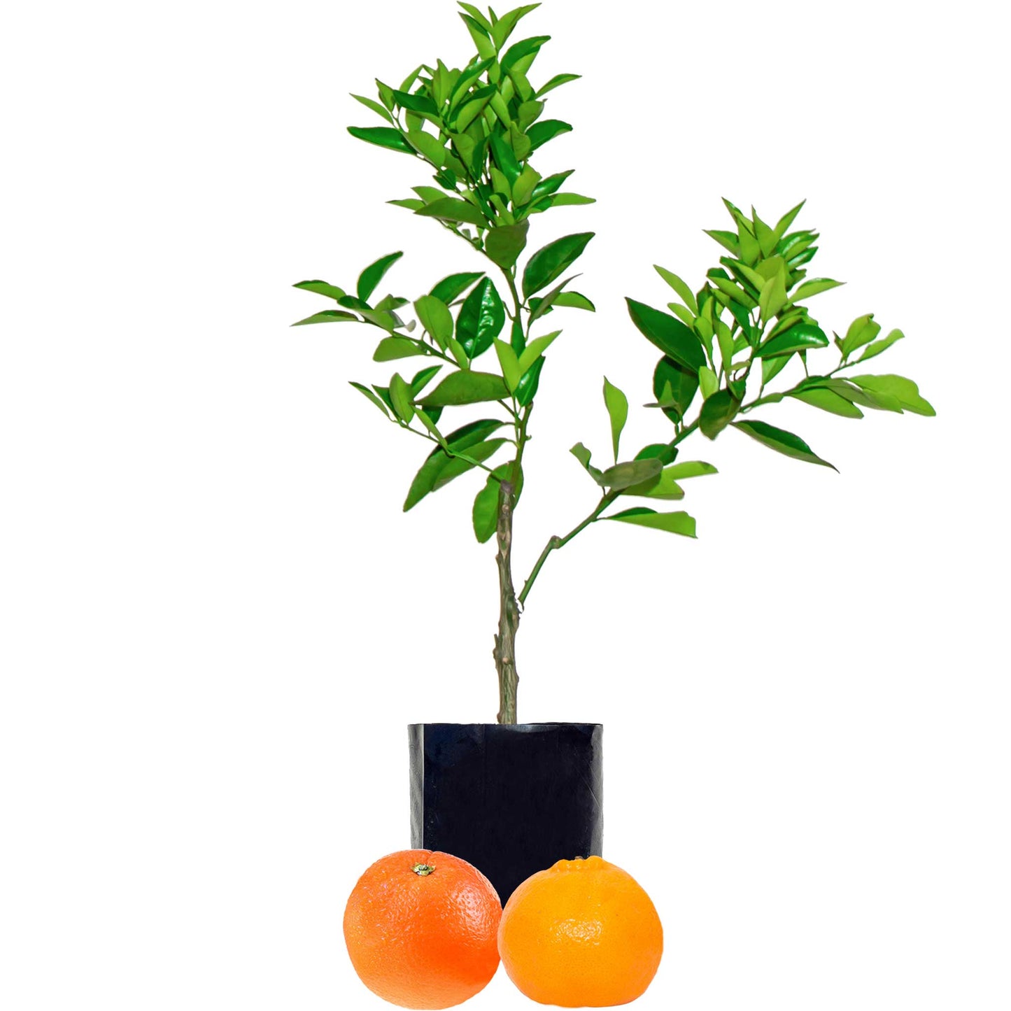 Orange + Mandarin