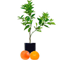 Orange + Mandarin