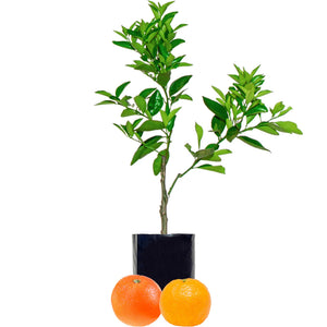 Orange + Mandarin
