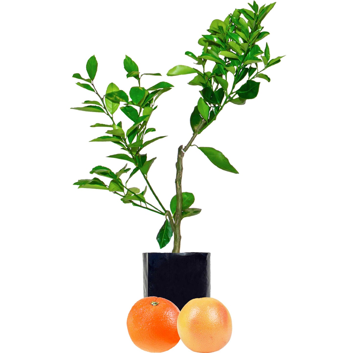 Orange + Grapefruit