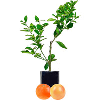 Orange + Grapefruit