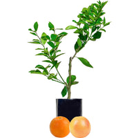Orange + Grapefruit