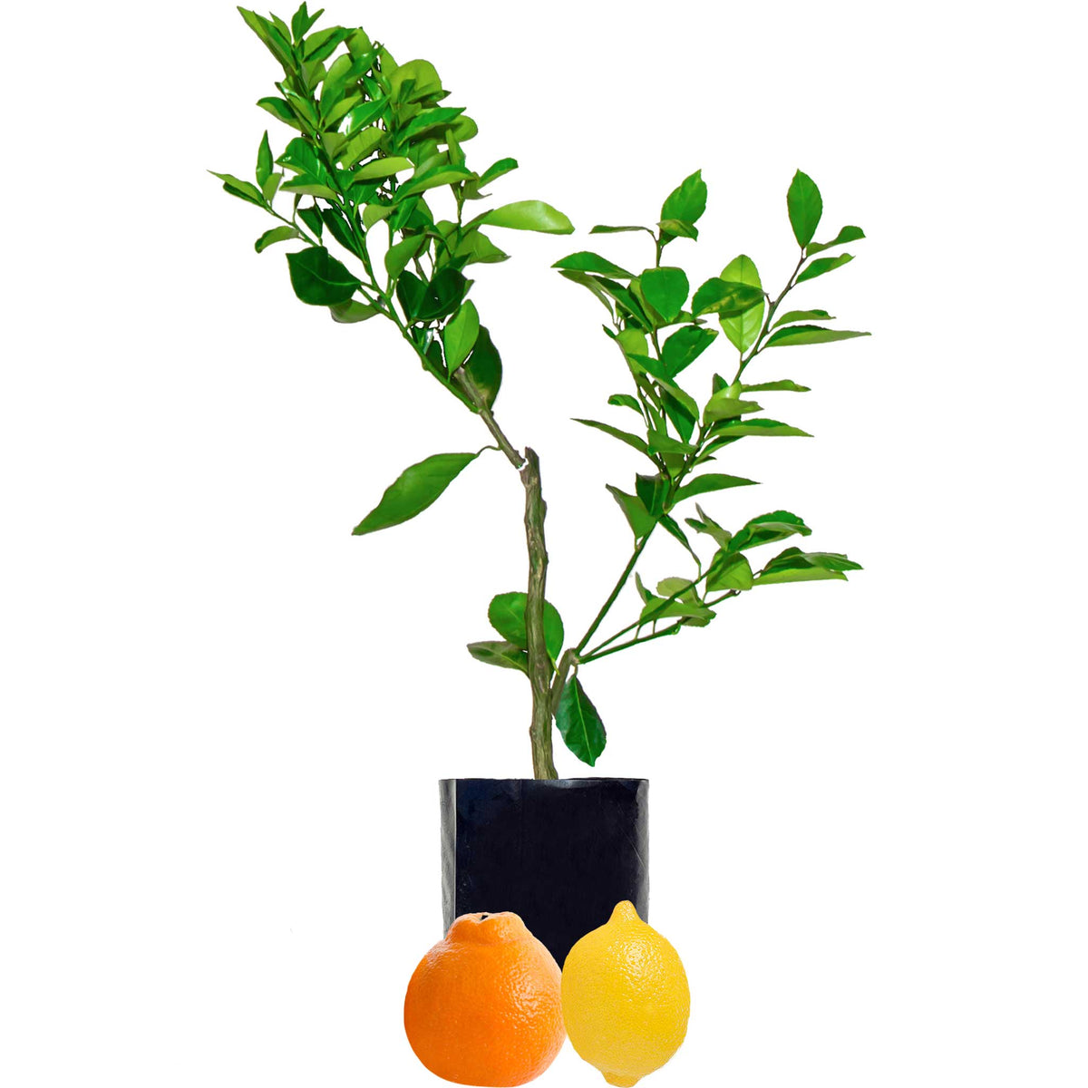 Tangelo + Lemon