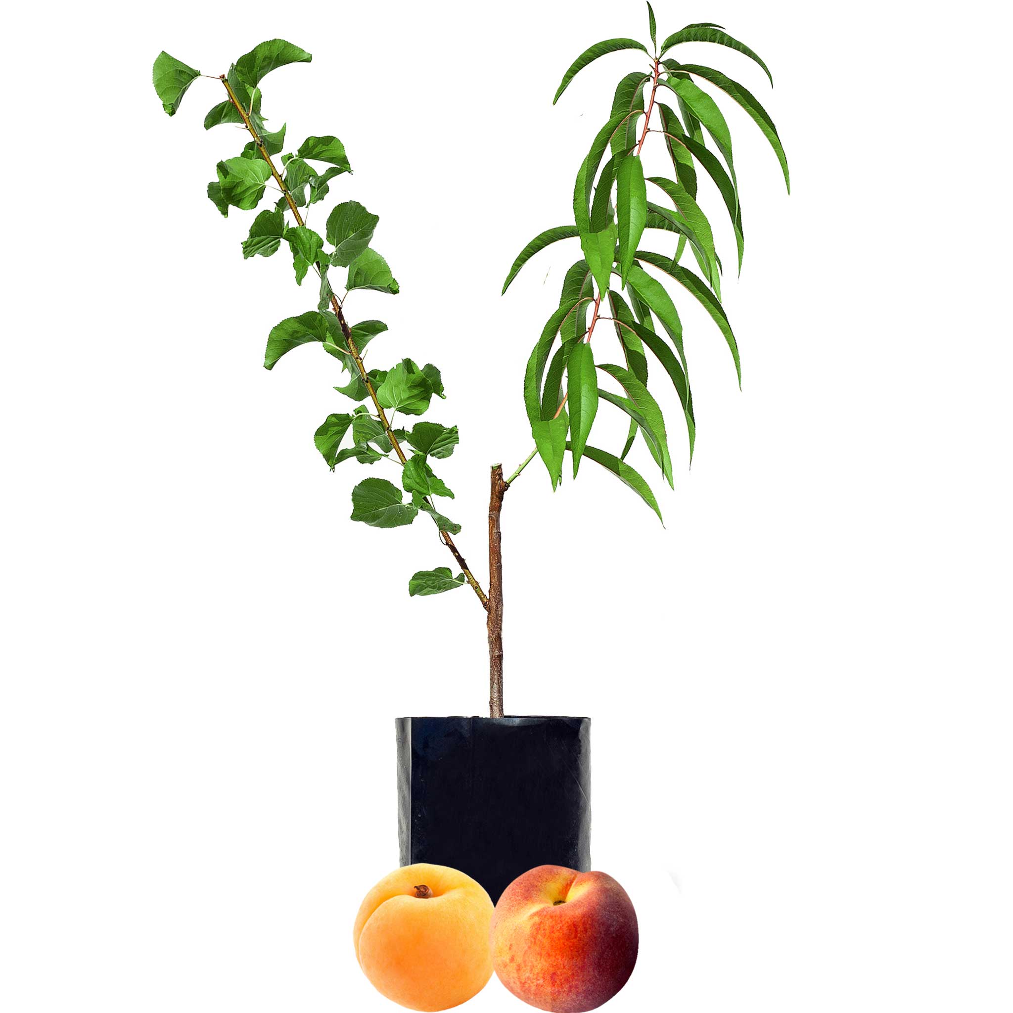 Stone Fruit Salad Trees Australia wide delivery Peach, Plum