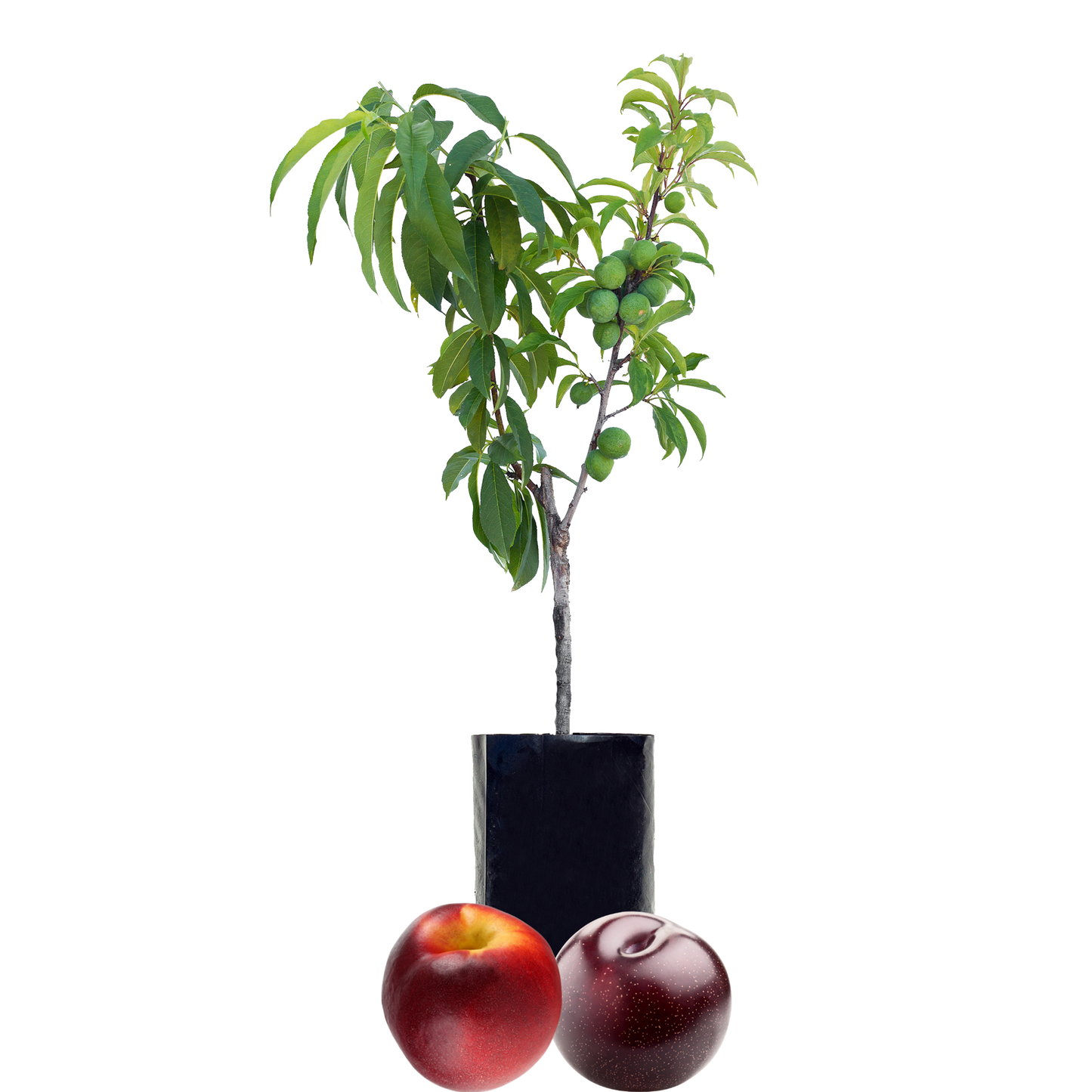 Nectarine + Plum