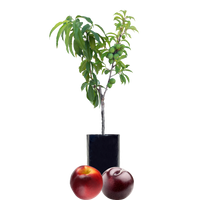 Nectarine + Plum