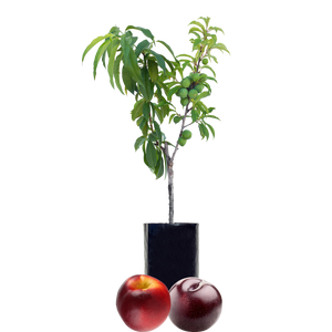 Nectarine + Plum