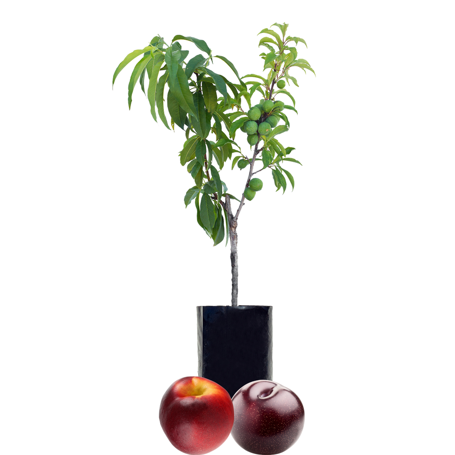Nectarine + Plum