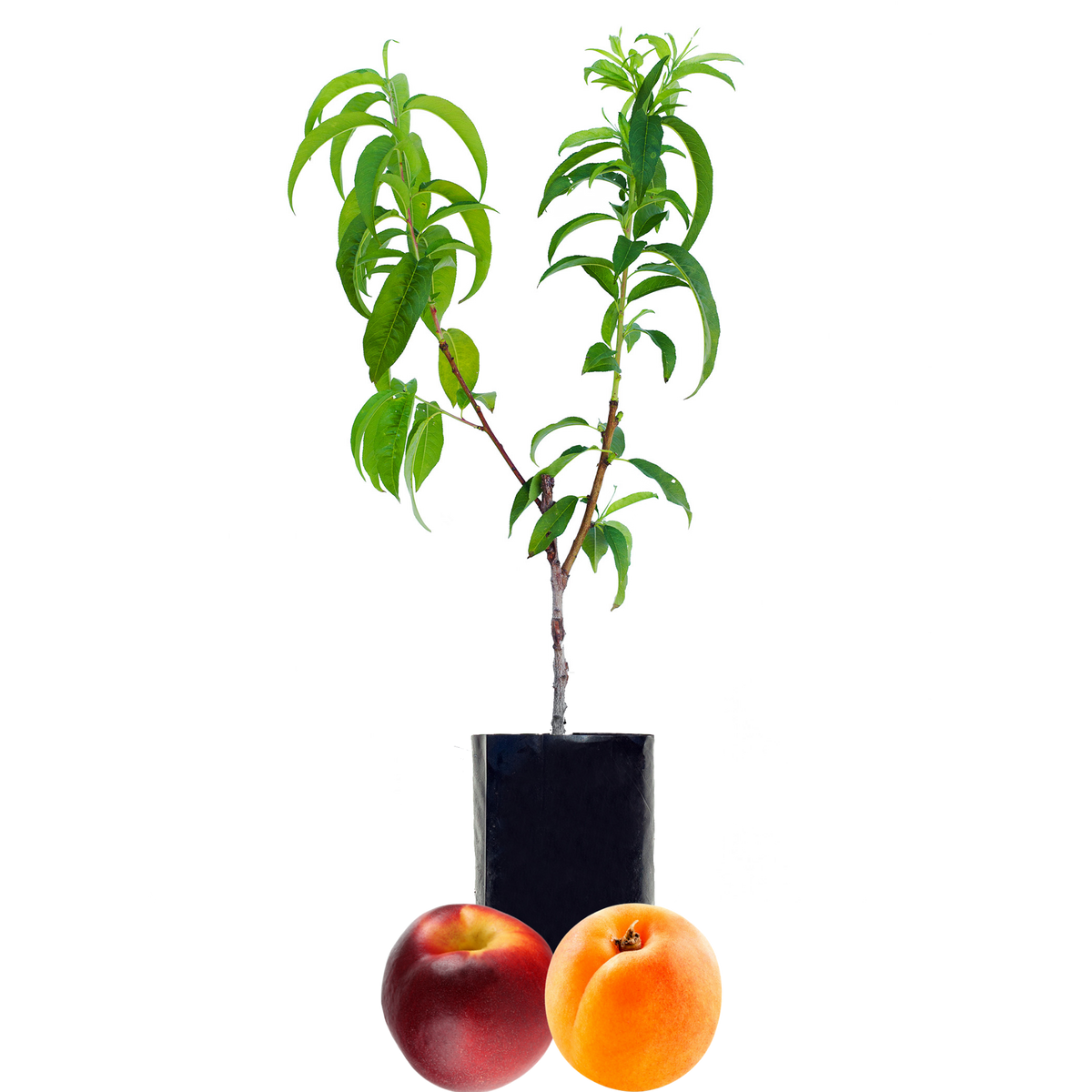Nectarine + Peachcot