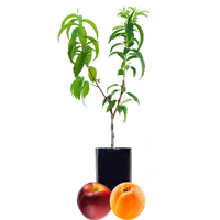 Nectarine + Peachcot