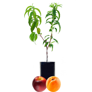 Nectarine + Peachcot