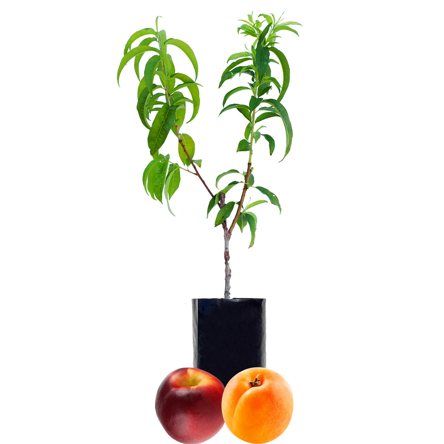 Nectarine + Peachcot