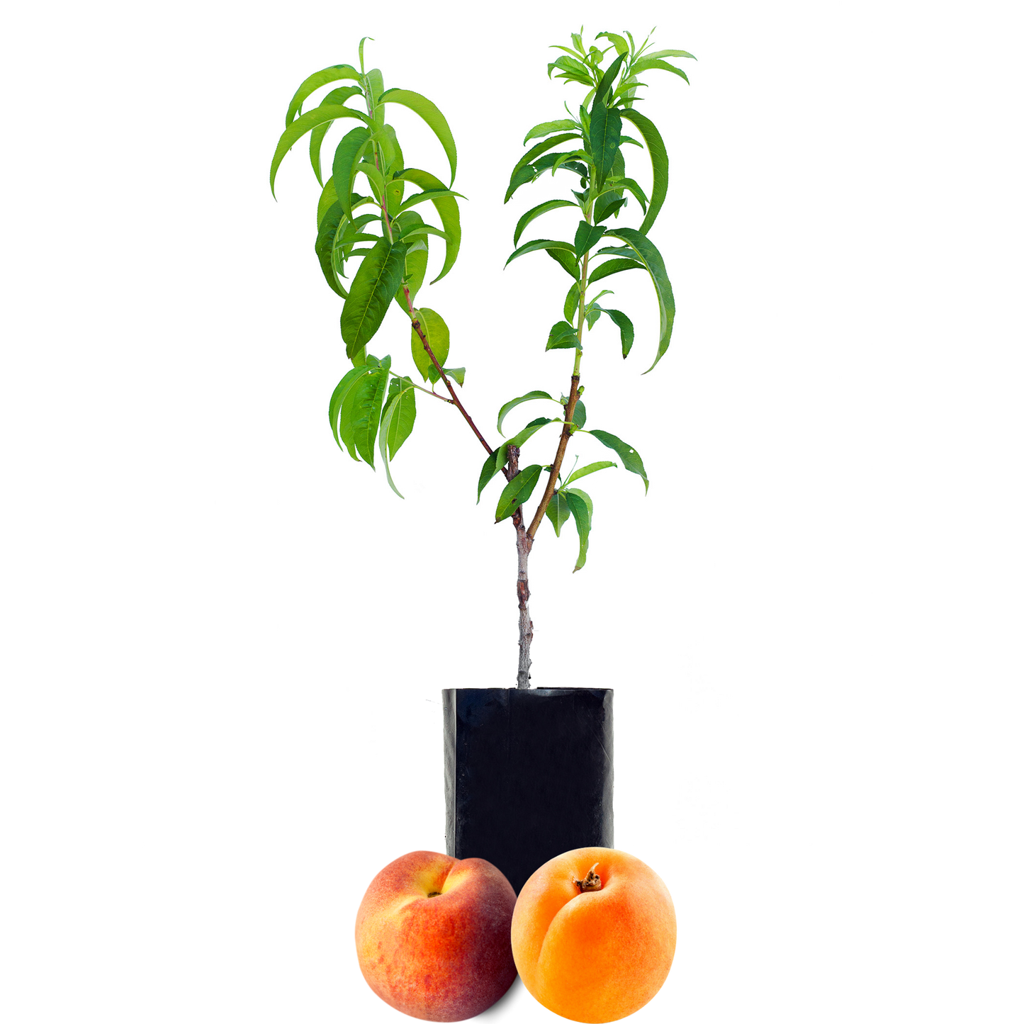 Peach + Peachcot