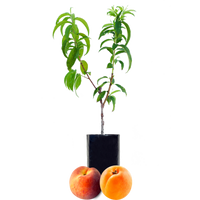 Peach + Peachcot