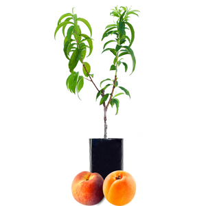 Peach + Peachcot