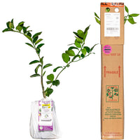 Orange + Mandarin