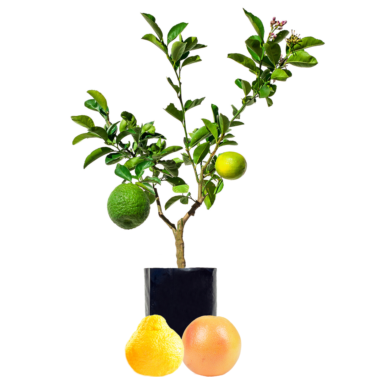 Fruit Salad Trees with Grapefruit