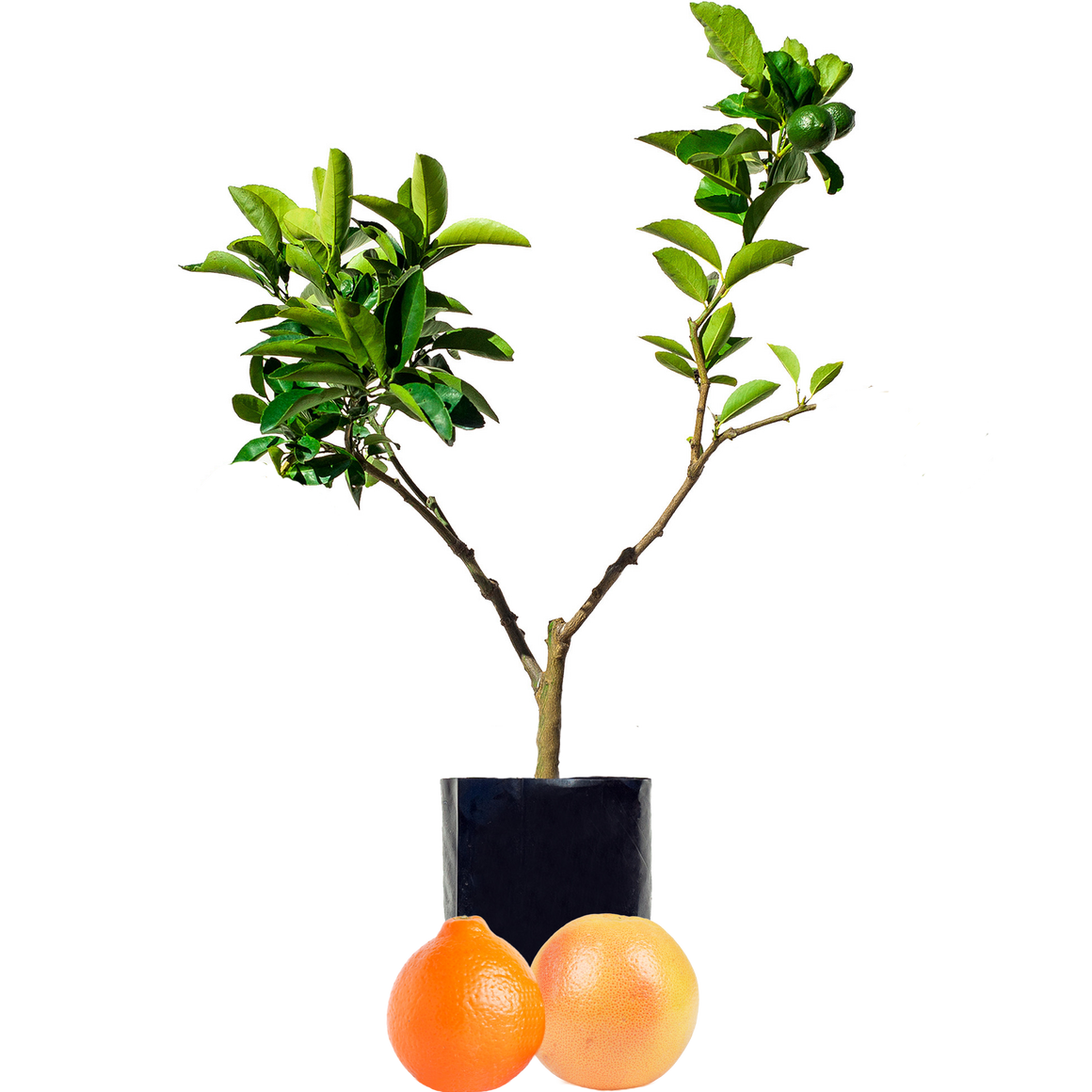 Tangelo + Grapefruit