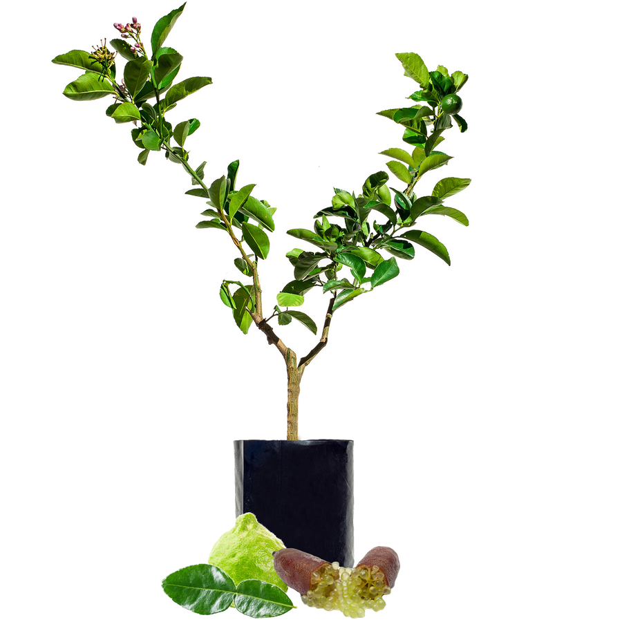 Lime + Lime - including some with Finger Limes!