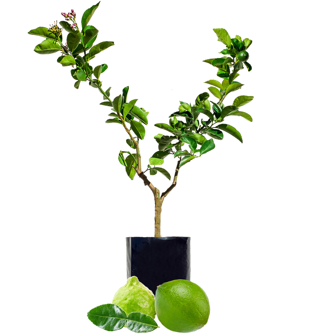 Lime + Lime - including some with Finger Limes!