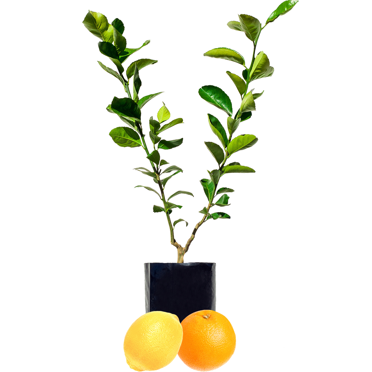 Lemon + Orange
