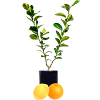 Lemon + Orange