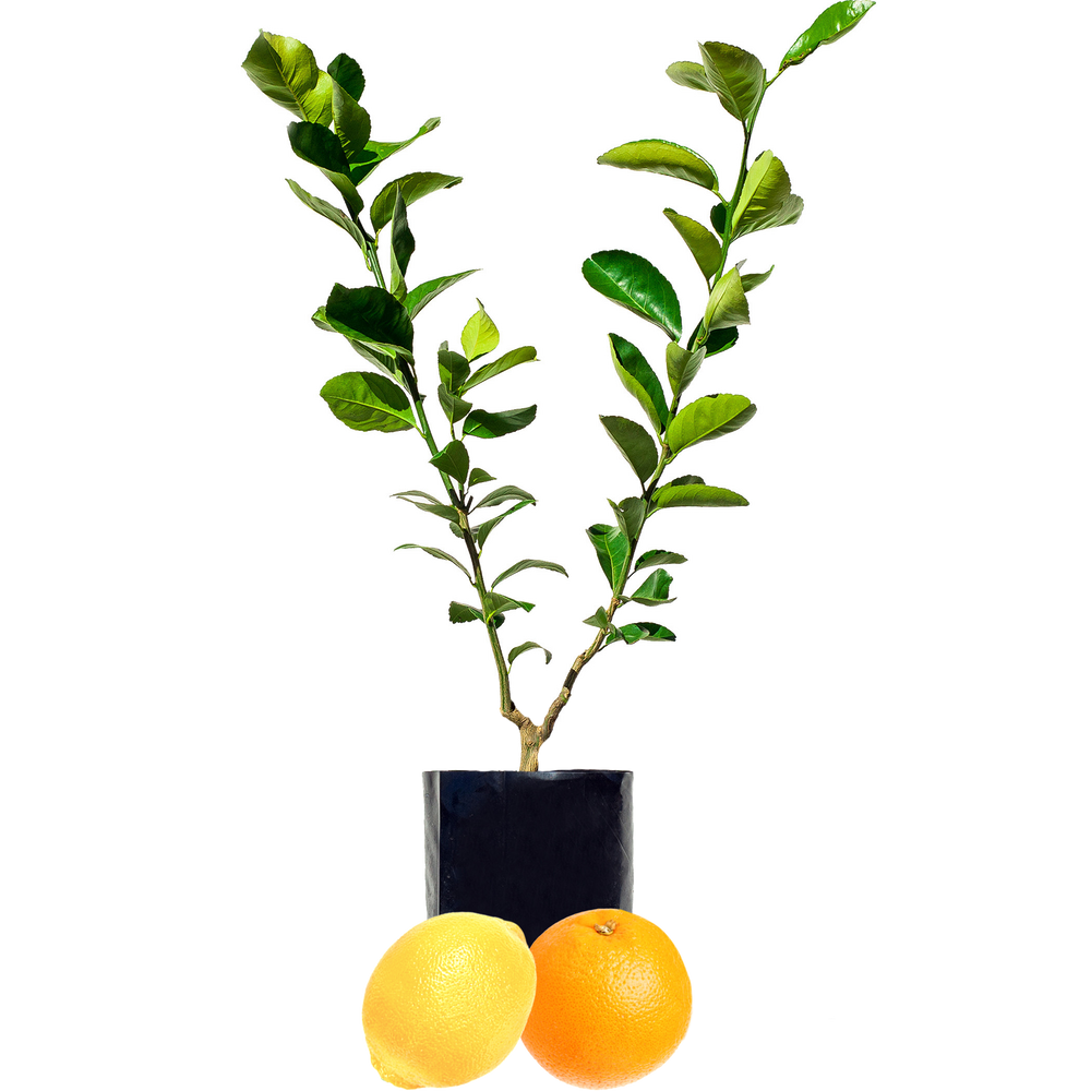 Lime + Lemon Fruit Salad Trees
