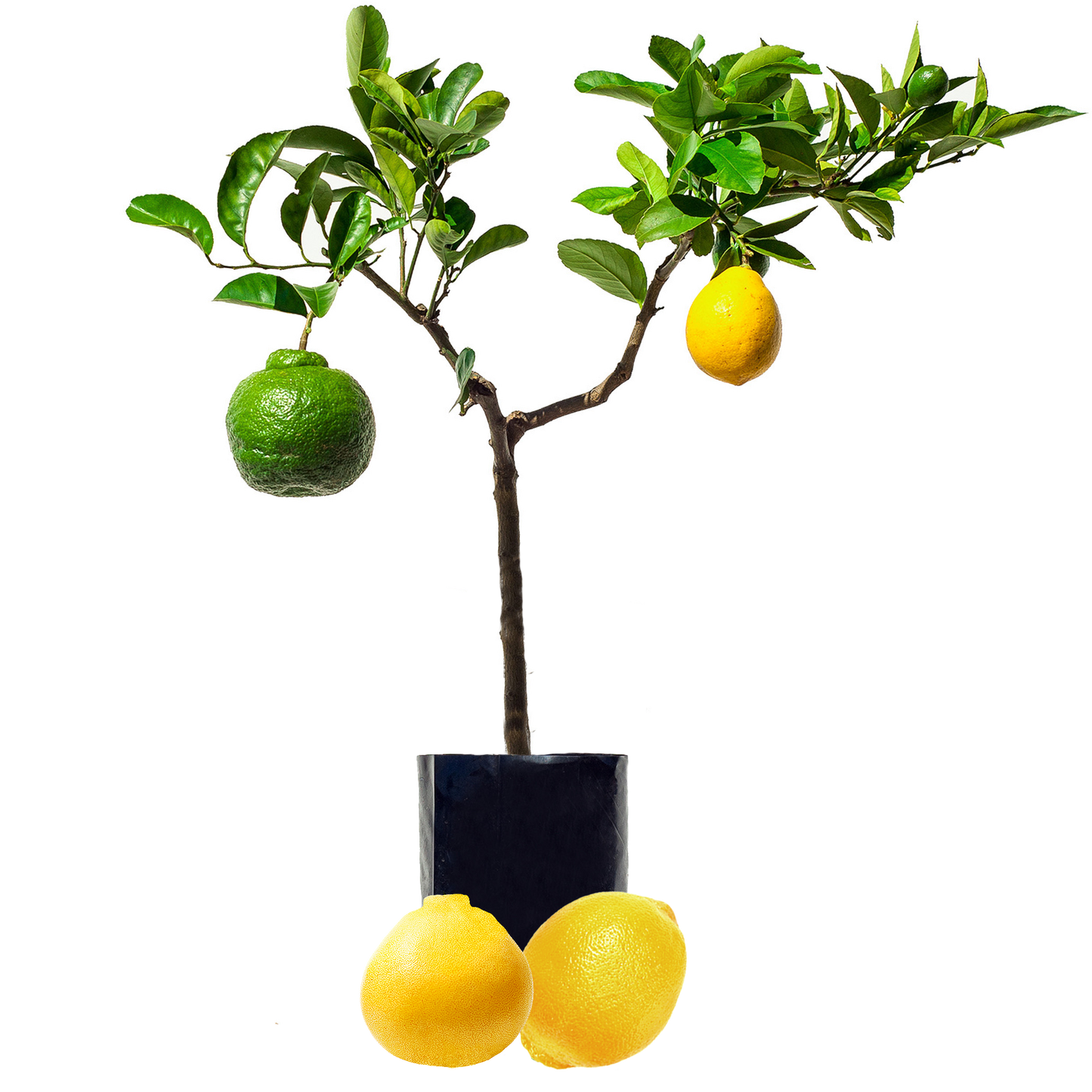 Lemon + Pomelo