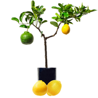 Lemon + Pomelo