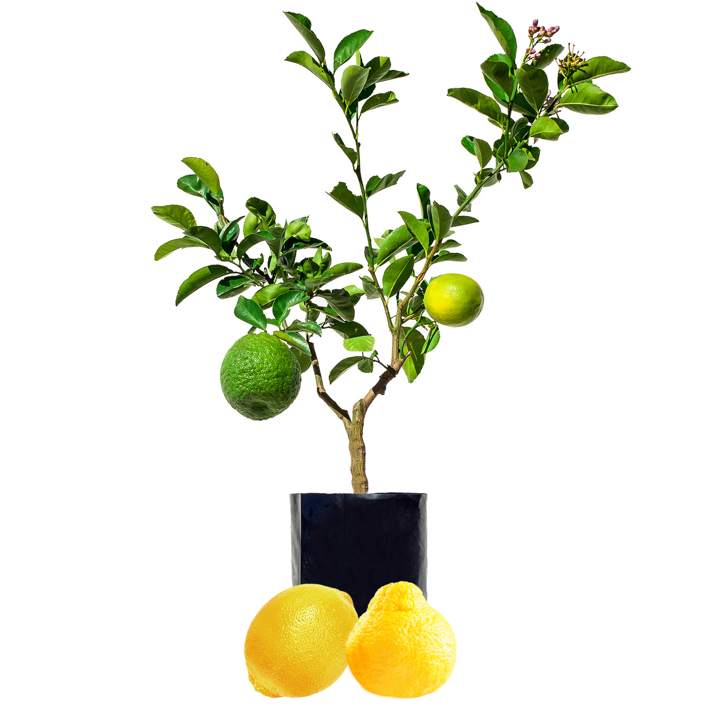 Lemon + Pomelo
