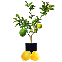 Lemon + Pomelo