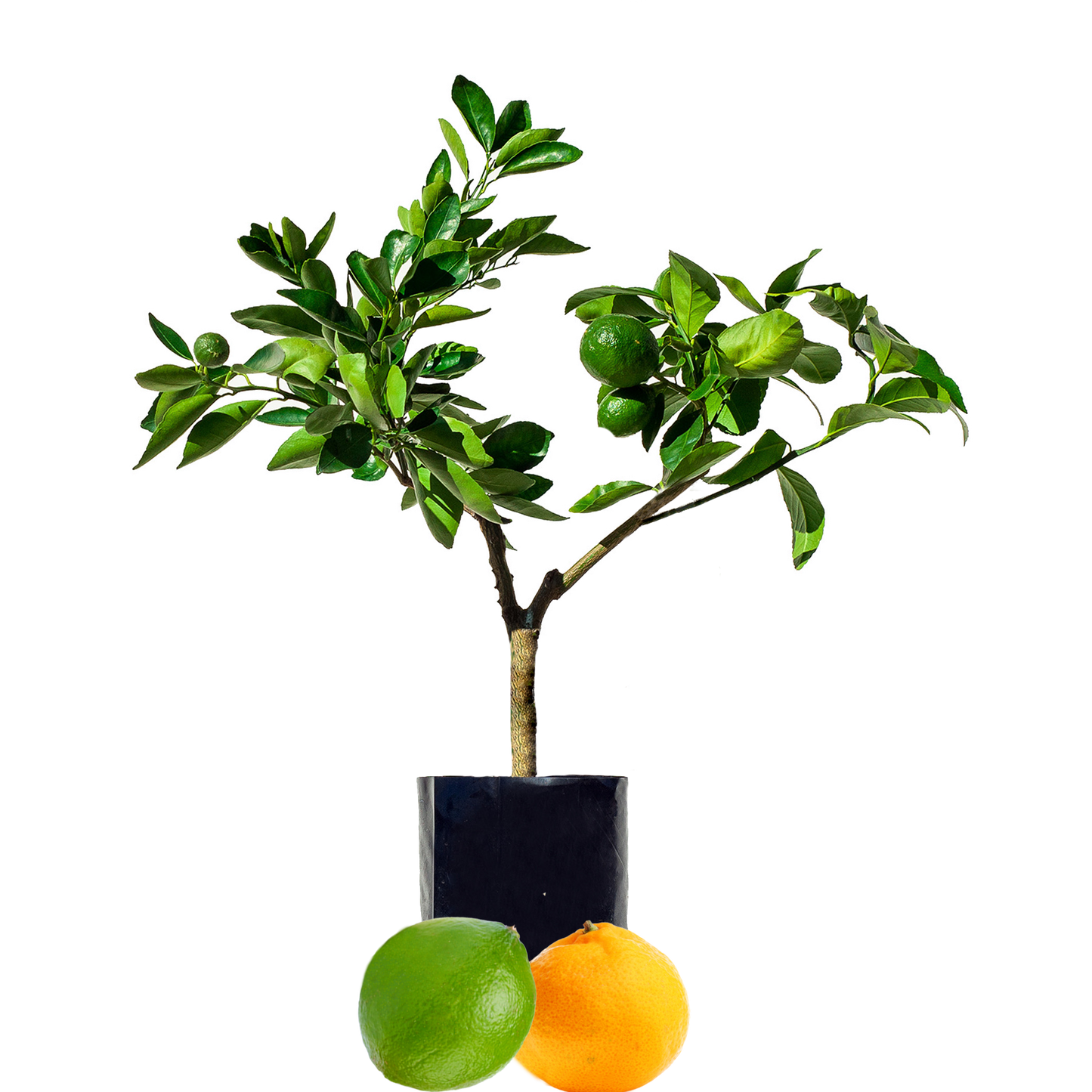 Lime + Mandarin