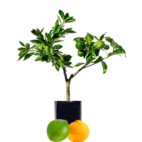 Lime + Mandarin