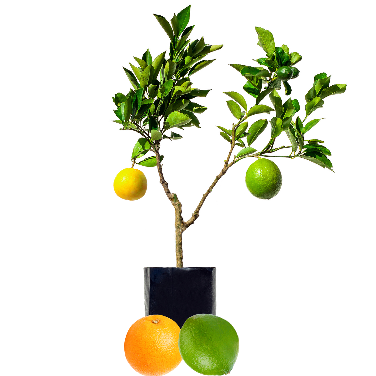 Lime + Orange