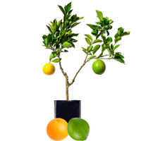 Lime + Orange