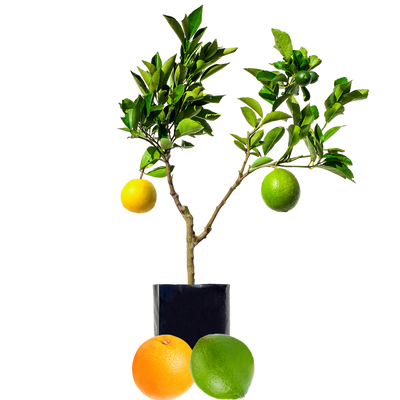 ★TOUT Y EST★ lime orange tree LIME ORANGE TREE Lime + Orange - Fruit Salad Trees