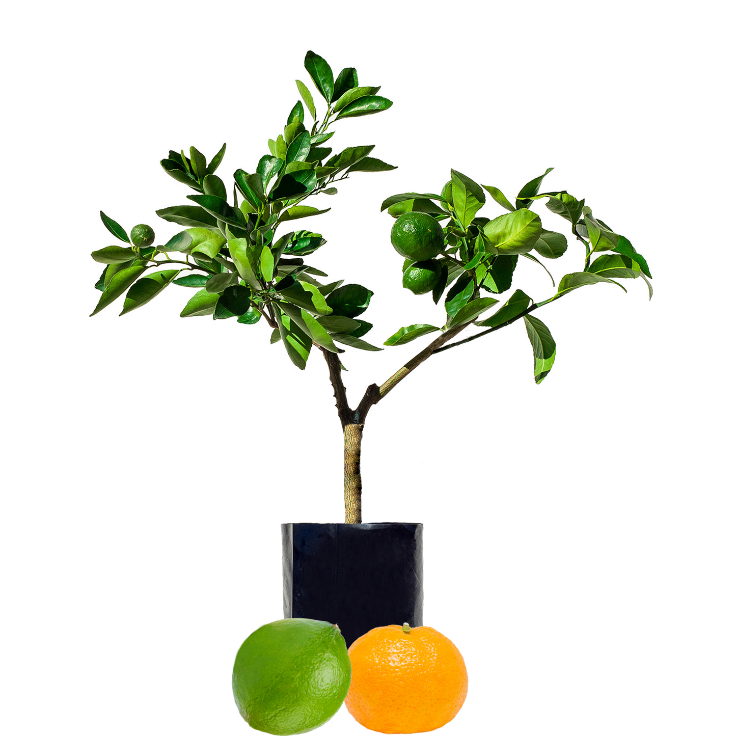 Lime + Mandarin