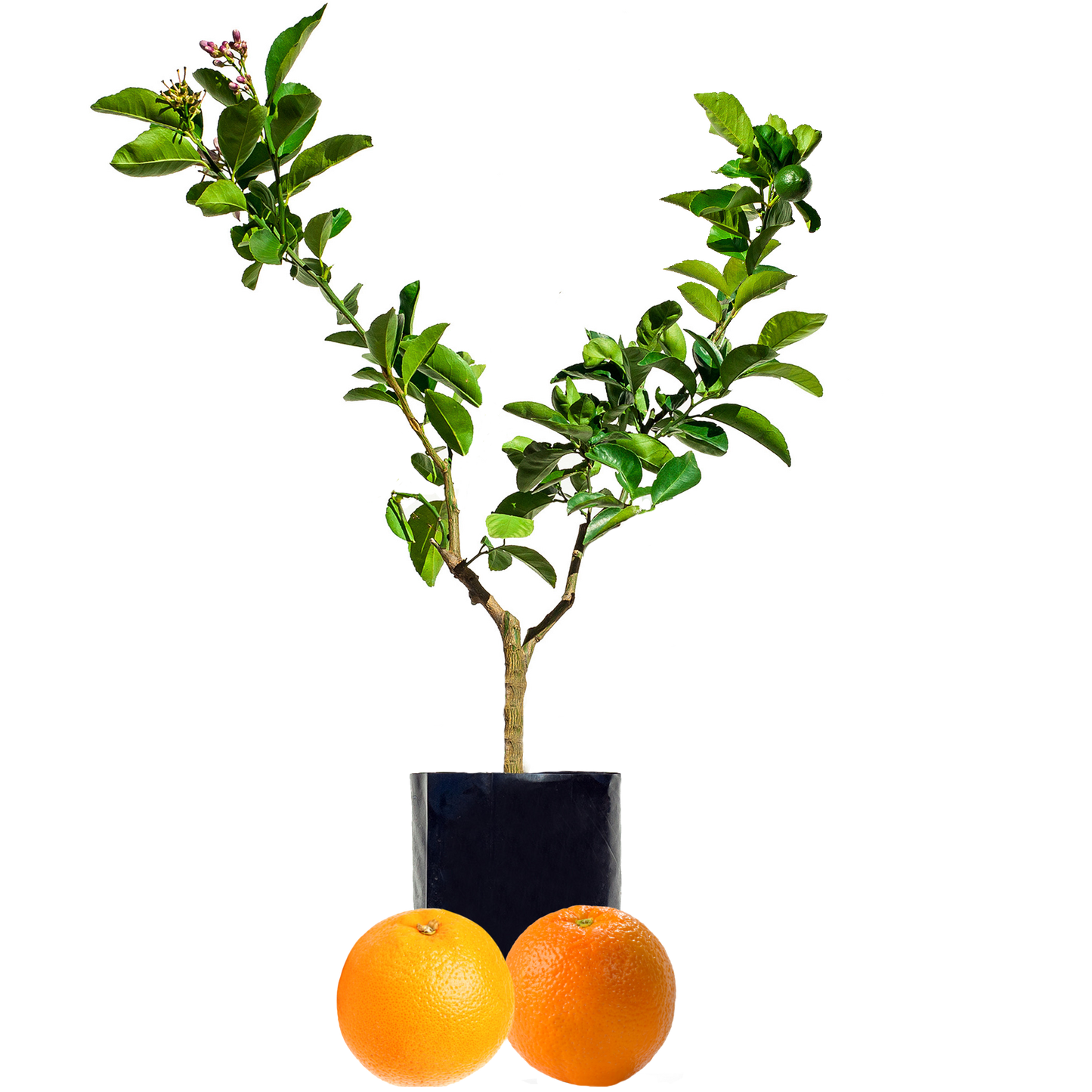Orange + Orange