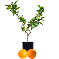 Orange + Orange